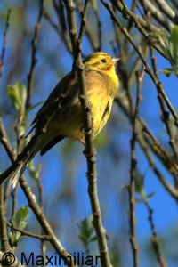 yellowhammer_2026_03.JPG