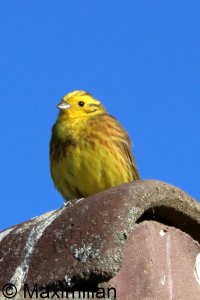 yellowhammer_2026_04.JPG