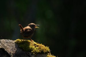 wren_2026_01.JPG