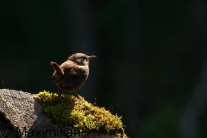 wren_2026_02.JPG