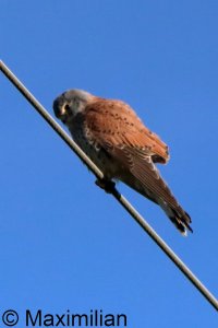 kestrel_2026_02.JPG