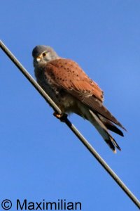 kestrel_2026_03.JPG