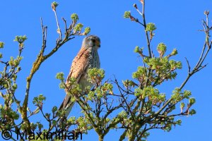 kestrel_2026_04.JPG