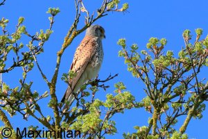 kestrel_2026_05.JPG