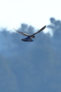 kestrel_2026_01.JPG