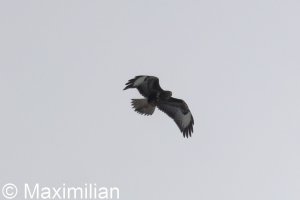 buzzard_c_2026_01.JPG