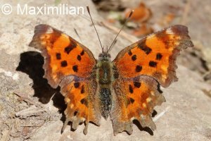 comma_2026_01.JPG