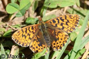 fritillary_Weavers_2026_01.JPG