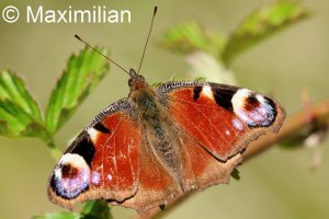 peacock_2026_01.JPG