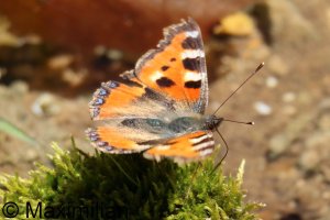 tortoiseshell_s_2026_01.JPG