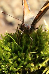 tortoiseshell_s_2026_02.JPG