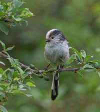 6L8A0847-DxO_Longtailed_Tit.jpg
