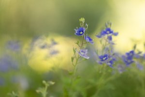 tiny blue.jpg