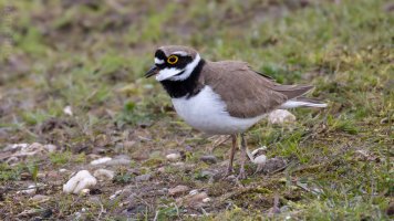 Little ringed plover.jpg