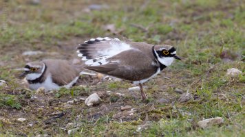 Little ringed plover_02.jpg