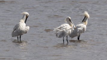 three spoonbills.jpg