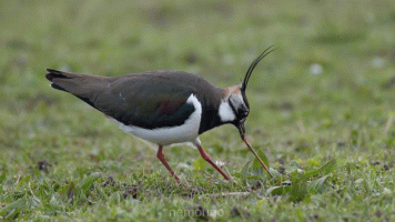 Lapwing and worm.gif