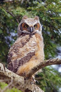 GHOwlet.jpg