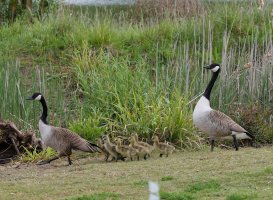 6L8A0900-DxO_Canada_Geese+7_goslings_by_screen.jpg