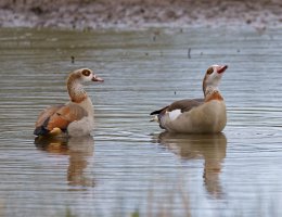 6L8A4135-DxO_Egyptian_geese.jpg