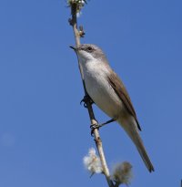 6L8A0921-DxO_lesser_whitethroat copy.jpg