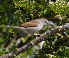 6L8A8805-DxO_Whitethroat+insect.jpg