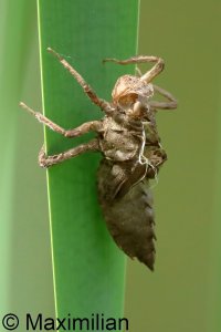 exuvia_2026_01.JPG exuvia_2026_01.JPG