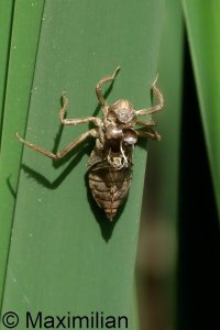 exuvia_2026_02.JPG exuvia_2026_02.JPG