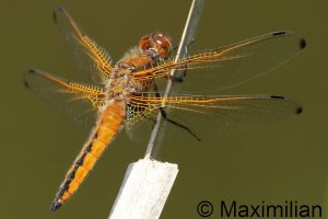 scarce_chaser_2026_01.JPG