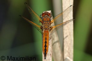 scarce_chaser_2026_02.JPG