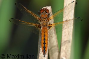 scarce_chaser_2026_03.JPG