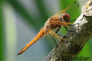 scarce_chaser_2026_04.JPG