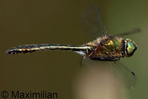 downy_emerald_2026_03.JPG