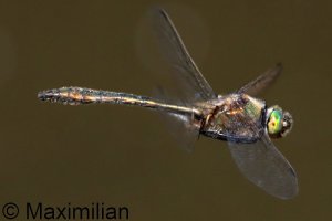 downy_emerald_2026_04.JPG