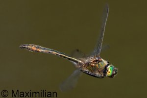 downy_emerald_2026_05.JPG