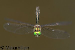 downy_emerald_2026_06.JPG