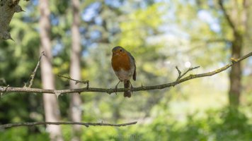 Robin 100 zweiacht.jpg