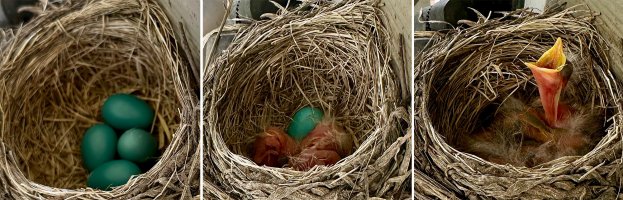 Robins Hatching.jpg