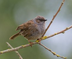 6L8A1507-DxO_fledgling_dunnock copy.jpg