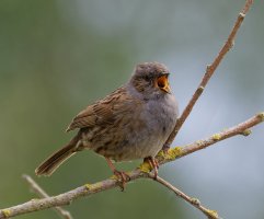 6L8A1535-DxO_fledgling_dunnock_cheeping copy.jpg
