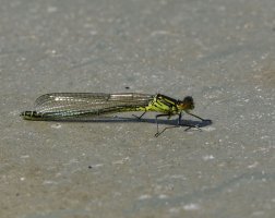 6L8A1048-DxO_large_redeye damselfly.jpg