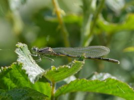 6L8A1077-DxO_damselfly.jpg