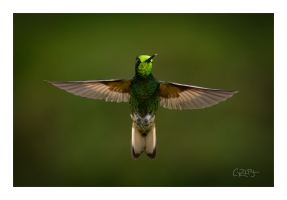birdie.png