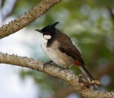 6L8A8003-DxO_red_whiskered_bulbul.jpg