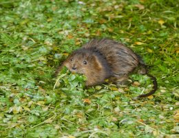 3R3A8901-DxO_Water_vole_on_fen_pondweed.jpg