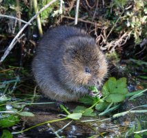 6L8A0074-DxO_Water_vole.jpg