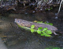 6L8A0099-DxO_Water_vole_swimming.jpg