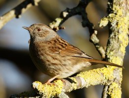 3R3A5959-DxO_Dunnock_full.jpg