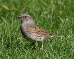 309A4441-DxO_Dunnock_500mm.jpg