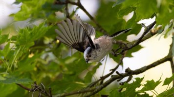 LTT.jpg